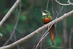 Rufous-tailed Jacamar